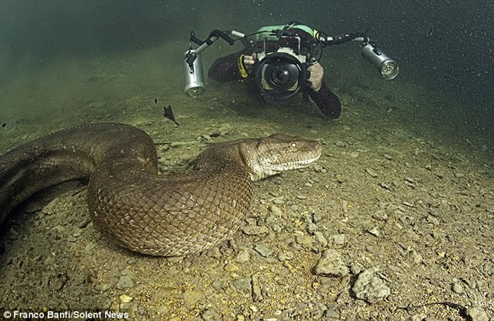 Crazy Scuba Diver Daringly Swims With 26 Foot Anaconda 2