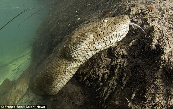 Crazy Scuba Diver Daringly Swims With 26 Foot Anaconda 3
