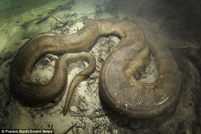 Crazy Scuba Diver Daringly Swims With 26 Foot Anaconda 4