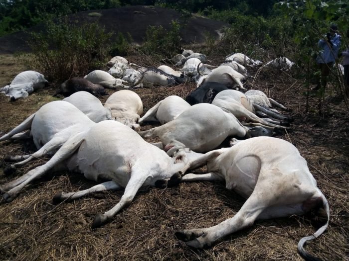 Thunder Strikes Dead 36 Cows In Ondo Community’s Sacred Groove (Photos)