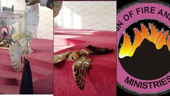 Unbelievable! Owl Flies Inside MFM HQ Church With Skimpy Skirt (See Photo)