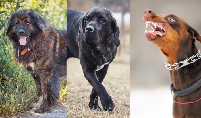 ML LIST!!! See Top 10 Most Dangerous Dogs In The World (No. 10 Can Kill Human Being In Just 5 Seconds)