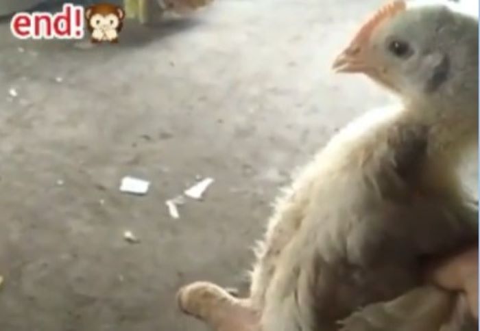 STRANGE THING!! You Think You’ve Seen It All? See Chicken That Has Prick (VIDEO)